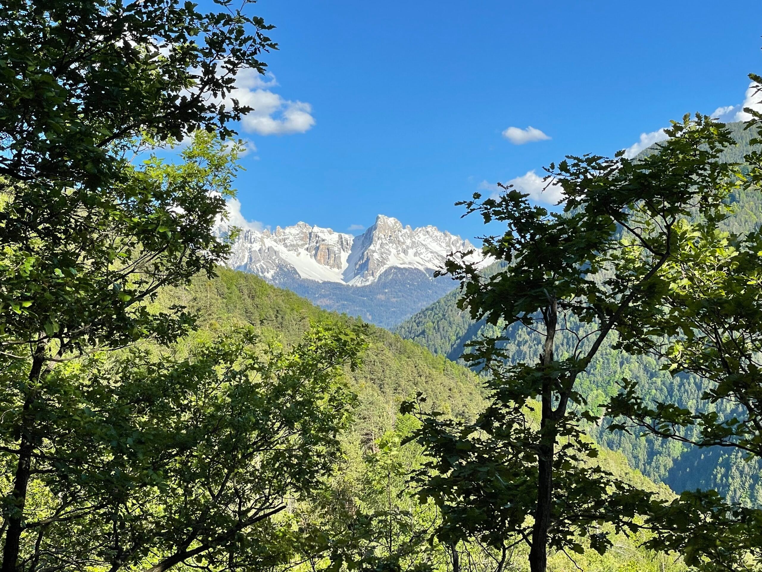Blick durch Bäume auf schneebedeckte Dolomitengipfel